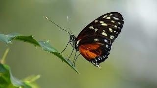Tropical Butterflies - Botanic Garden Munich