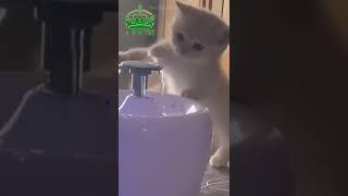 Cute  Cat #short #cutcat #cats #cutecats #video #arh