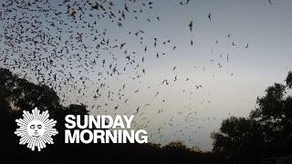 Nature: Bat swarm