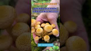 Грибные Новости Из Леса 15 Августа 2024 Год. Опёнок Осенний (Armillaria Mellea; Armillaria Borealis)