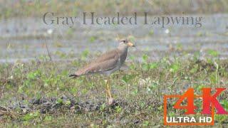 Wildlife of Bangladesh in 4K ll 30fps