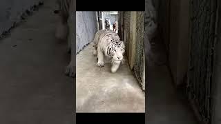 tiges group. #animals #wildlifeentertainment #wildlife #liontiger #jaws #tigers family