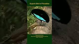 Dancing Bird | Superb Bird of Paradise | #shorts #shortvideo