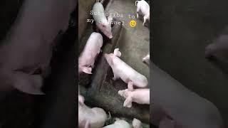 Piglet Feeding Training (how i call them for feeding)