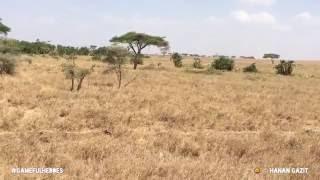 The killing game Lions @ Serengeti