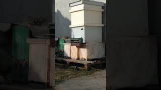 переселил пчел в Улей ппс лежак зо рамок, под видео ссылка как я переселял в новый улей.