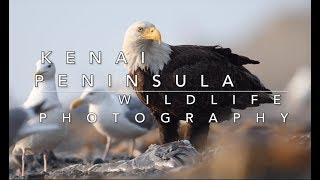 Wildlife Photography On The Kenai Peninsula In Alaska