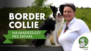 Najmądrzejszy pies świata? Poznaj Border Collie!