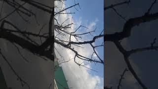 обрезка абрикоса,(как правильно расположить ветки при обрезке)