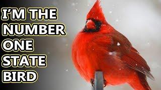 Northern Cardinal facts: the red birds of North America | Animal Fact Files