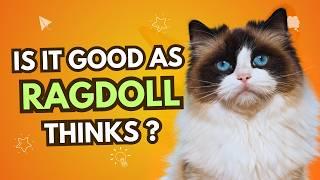  Why You SHOULD NOT Own A Ragdoll Cat | Pros and Cons of Owning a Ragdoll Cat @AnimalsLoveUSA