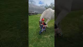 She wanted the clover so bad! #horse #cute #equestrian #love #bestfriend