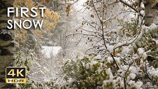 4K HDR First Snow - Peaceful Snowing - Relaxing Snowy Winter Video - Forest Snowfall - Sleep/ Relax