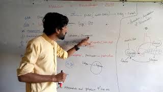 pharmacokinetics lec 3, drugs metabolism 1