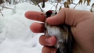 Ловля певчих птиц. Наловил щеглов, чижей и зеленух.