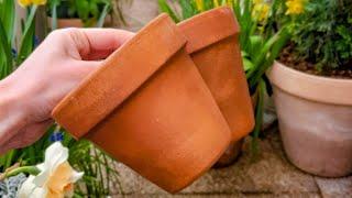 How to Clean Terracota Pots