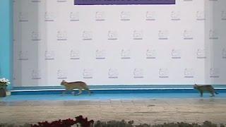 Three cats breach security at the G20 summit in Turkey