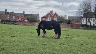 Morning walk at a local park with many beautiful horses - West Common, Lincoln UK