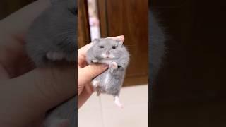 Tiny,fuzzy,and a little bit feral. #animal #cute