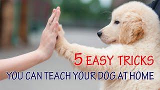 5 Easy Tricks You Can Teach Your Dog at Home