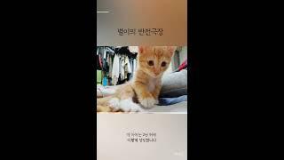 별냥이의 프로필 만들기