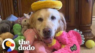 Golden Retriever Rescued From Puppy Mill Treats Her First Toy Like A Baby | The Dodo Foster Diaries