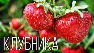 Клубника: Ароматная и вкусная ягода  | Интересные факты про клубнику