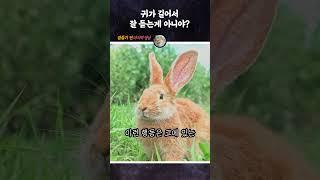 귀가 길어서 잘 듣는게 아니에요? #Shorts