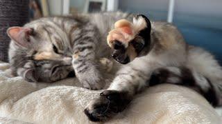 This sweet cat wakes up and stretches her toe beans 