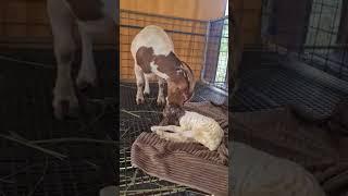 Farming Sees no Gender ️ #goats #boer #boergoat #goat