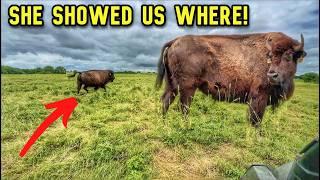 This Cow Was Away From the Herd, Then She Took Us to…