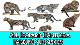 All Leopard (Panthera pardus) - (Sub)Species - Species List