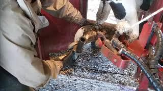 JB Hoofcare trimming large hoof