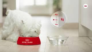 Royal Canin | Canine Care Nutrition | Sterilised