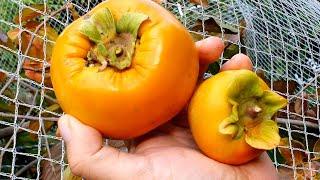 Fuyu/Jiro PERSIMMON Compared & Tasted