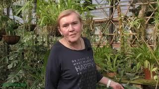 Цветение орхидей(Аngraecum,Lycaste,Pleurothallis)