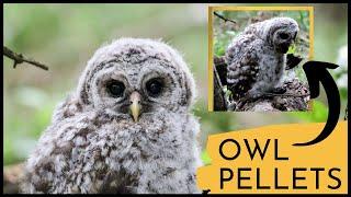 Barred Owl Chick Regurgitates Pellets | INCREDIBLE CLOSE UP!