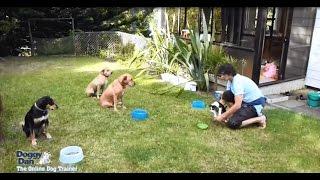 How to train a dog - How To Become The Pack Leader By Doggy Dan