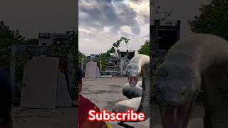 Majora's Mask Lunar Moon Vs Anaconda | VFX Mr & Mrs Singh | #youtubeshorts #shorts #ytshorts #vfx