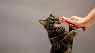 Cats Go Crazy for Hartz Delectables® SqueezeUp™ Treats, the First Interactive Wet Cat Treat