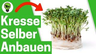 Kresse Anbauen mit Watte  ULTIMATIVE ANLEITUNG: Wie Gartenkresse Samen Säen, Pflanzen & Ernten???