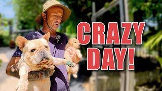 Saving dogs lives - Behind the scenes in a Thai rescue