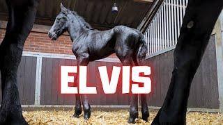 Meeting Elvis for the First Time – Saly’s Newborn Foal!! | Friesian Horses