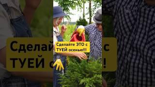 Осенние секреты ПЫШНОЙ ТУИ