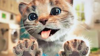 Gatinho Fofo Aventuras - Desenho Animado Novo | Little Kitten Preschool Adventure Educational Games