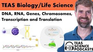 TEAS Biology Podcast: DNA, RNA, Genes, Chromosomes, Transcription and Translation