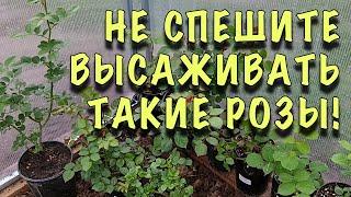 НЕ СМЕЙТЕ ВЫСАЖИВАТЬ,ПОГУБИТЕ! Розы в ГОРШКАХ.ЧТО с ними  ДЕЛАТЬ и КОГДА высаживать В ОТКРЫТЫЙ ГРУНТ