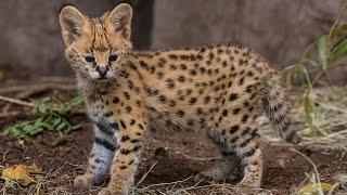 Serval Kitten Gets Licking From Mom