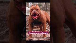 Амстафф Бой Американский бандог #amstaff #амстафф #dog #тренд #шортс #собака #семья #тренировка