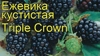 Ежевика кустистая Трипл Краун. Краткий обзор, описание характеристик, где купить саженцы